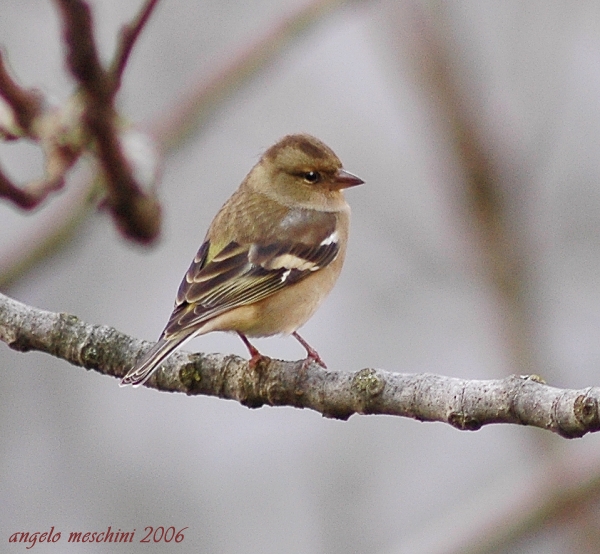 Fringuello Frinigilla coelebs
